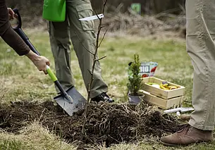 Более 9 тысяч деревьев и кустарников высадят в Могилеве до конца осени