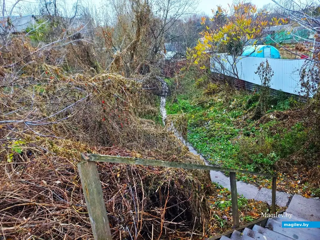 05.11.2024, Могилев, Первый Струшенский овраг.