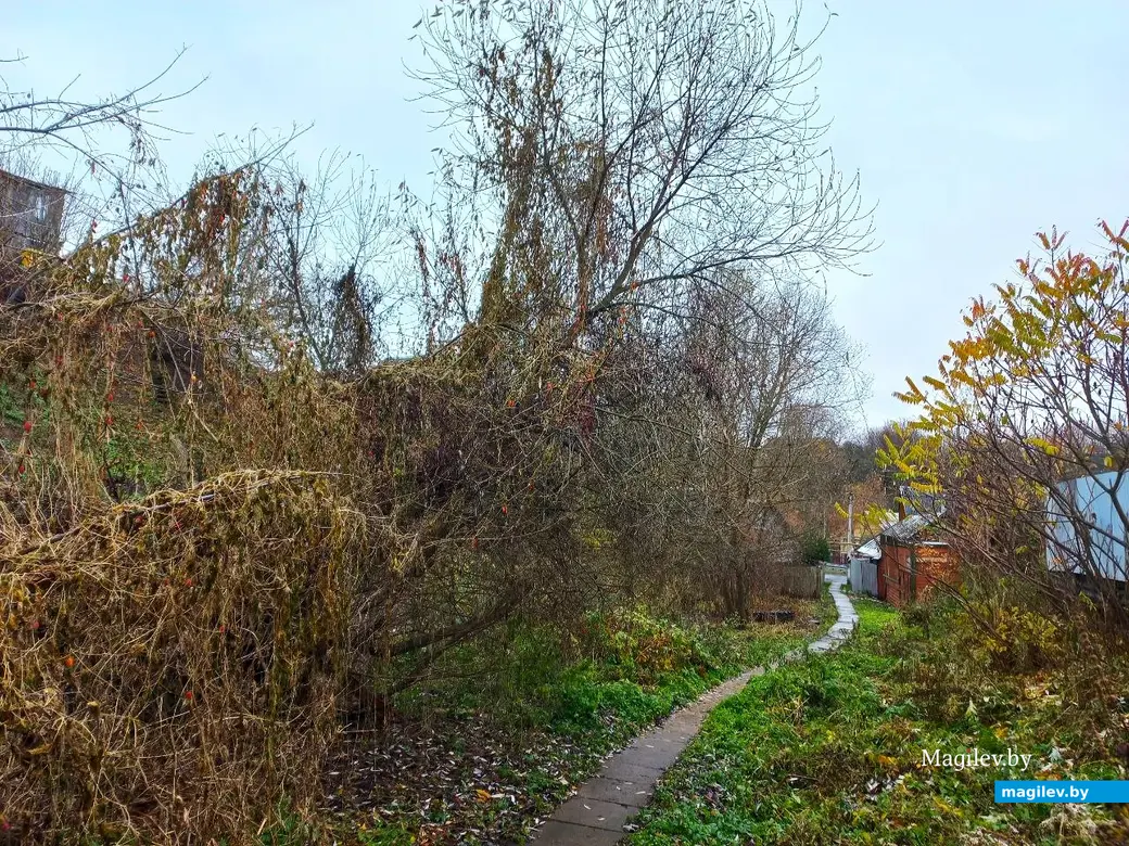 05.11.2024, Могилев, Первый Струшенский овраг.