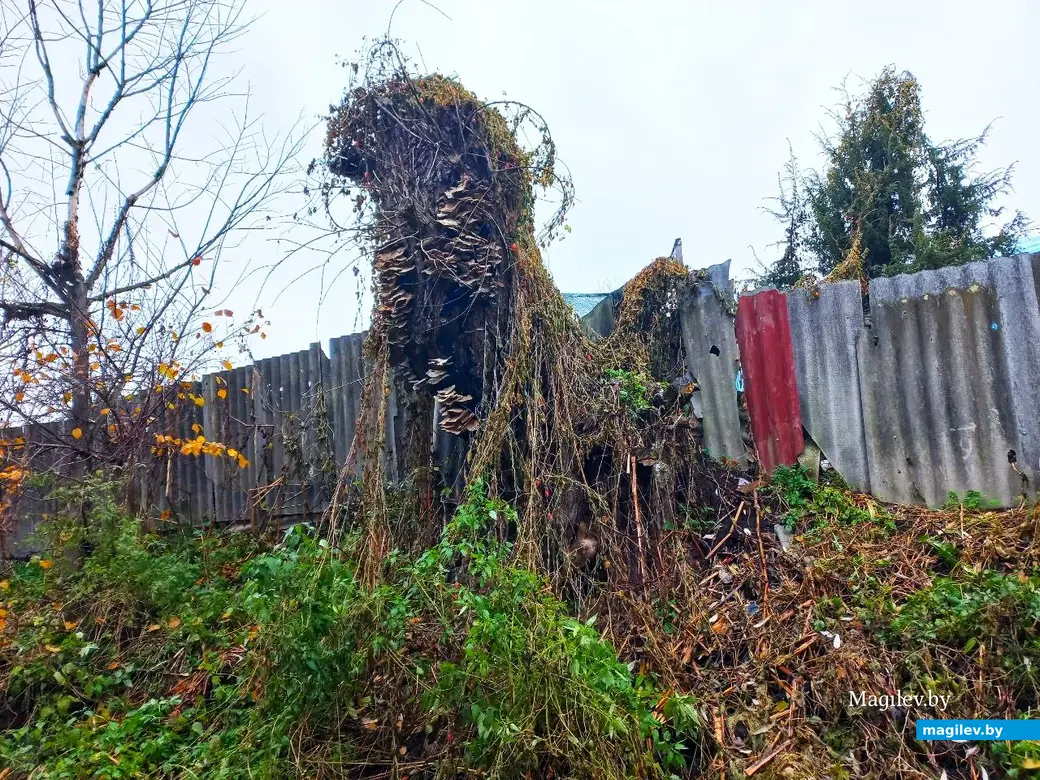 05.11.2024, Могилев, Первый Струшенский овраг.