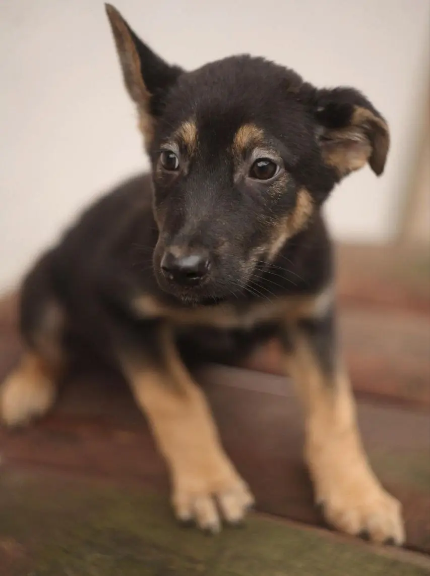 Песик Барни.