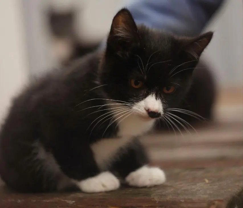 Котенок Ежик.