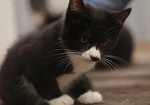 Кошечка Люсенька, пес Барни и котенок Ежик: кто ищет хозяина в Могилеве