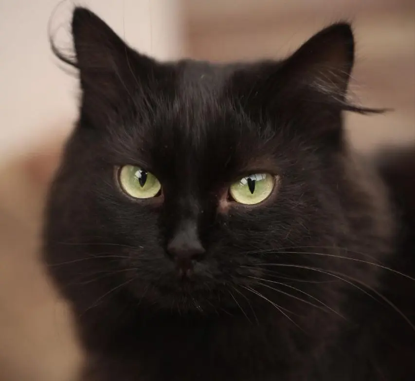 Кошечка Люсенька.