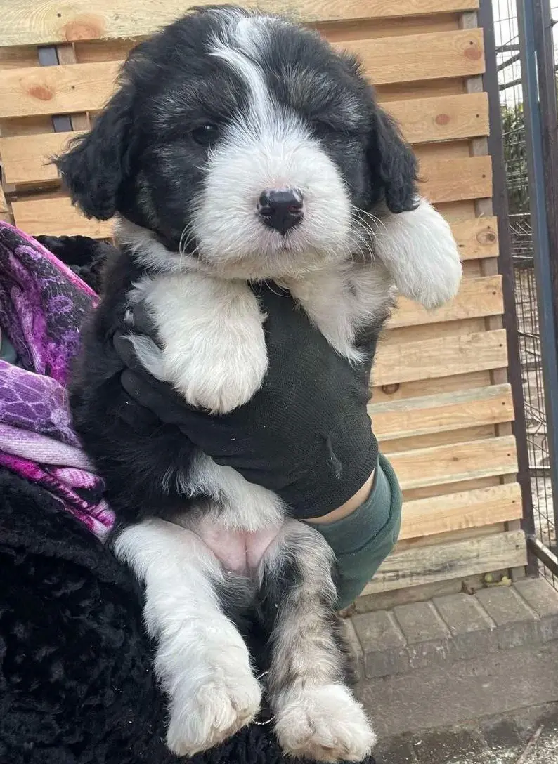 Щенки-куколки.