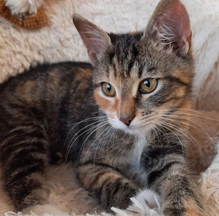 Трехцветная Анфиса.