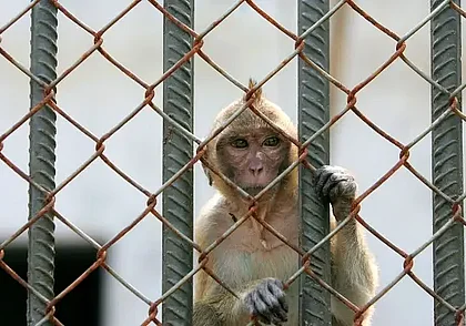 40 обезьян сбежали из лаборатории в США