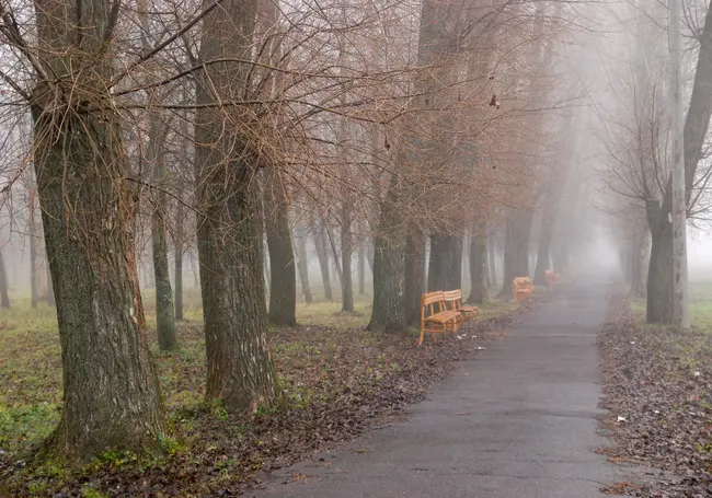 Дожди, туман и гололед: прогноз погоды на 9-11 ноября