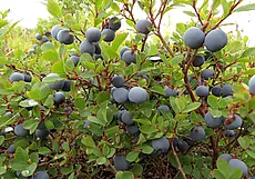 Грунт для каких растений нельзя удобрять золой