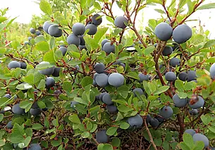 Грунт для каких растений нельзя удобрять золой