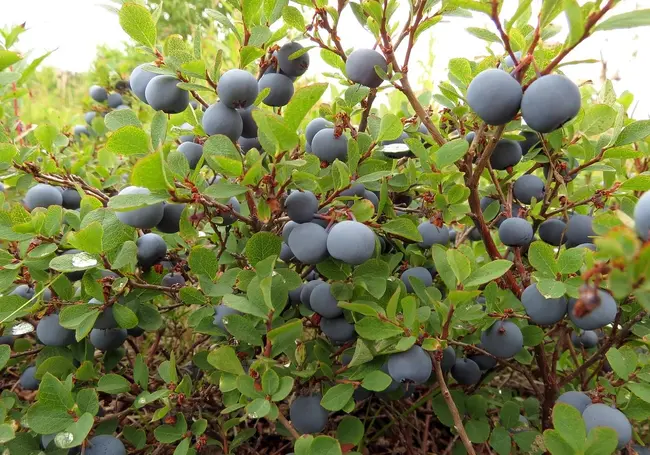 Грунт для каких растений нельзя удобрять золой