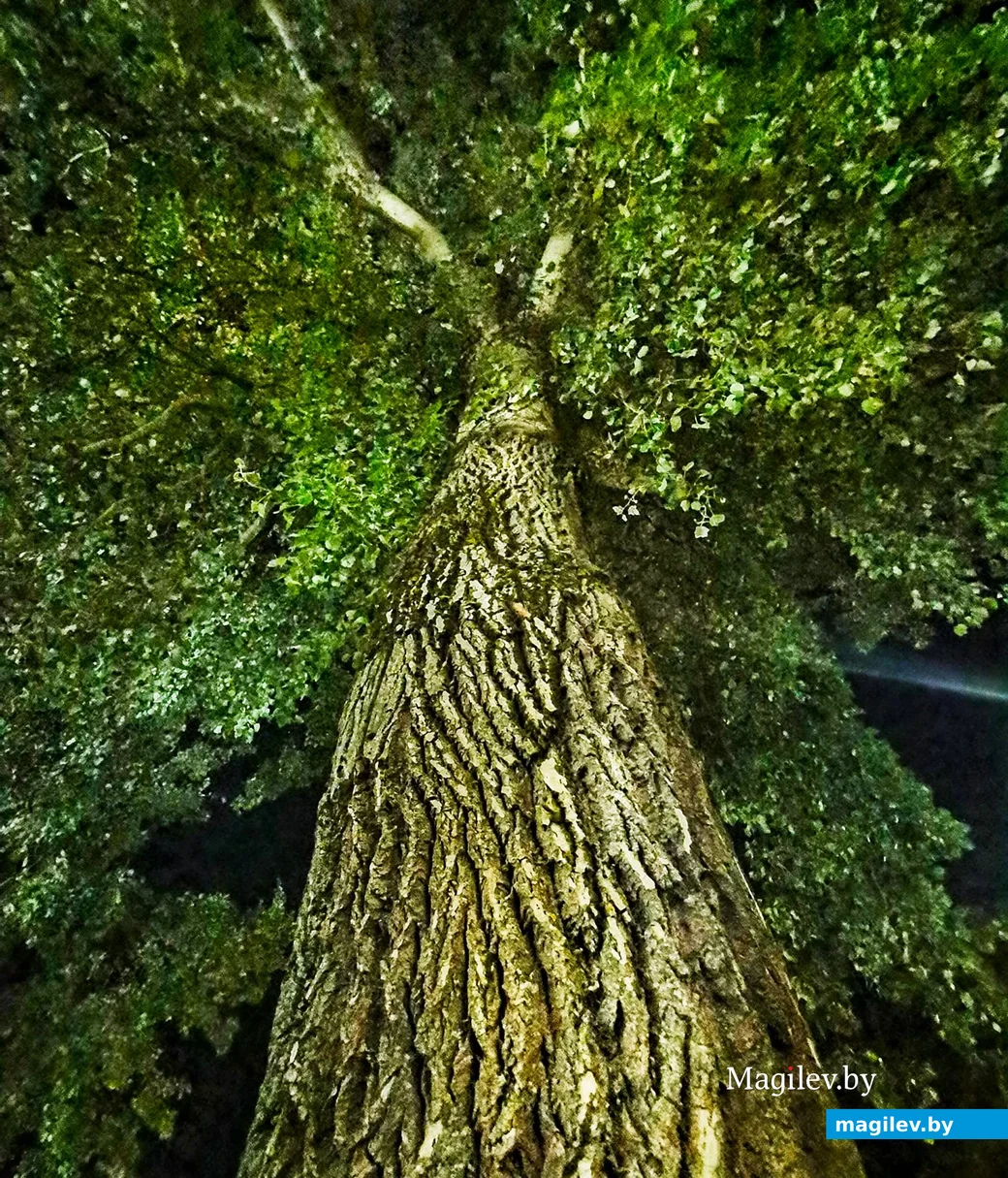 Дерево Васи Мака. Фото Эндрикаса Юшки.