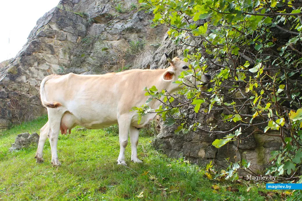 Октябрь 2024 года. Грузия. Квишхети. Коровы здесь пасутся, где хотят. Даже возле достопримечательностей, которым сотни лет.