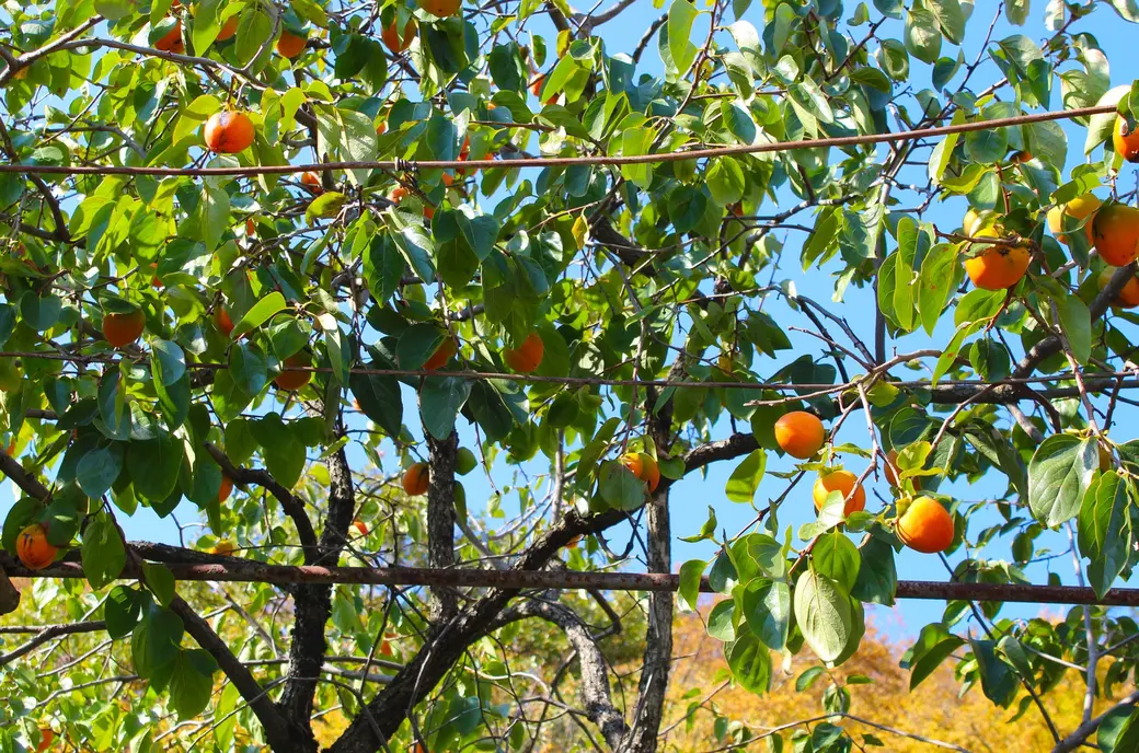 Октябрь 2024 года. Грузия. Квишхети. Хурма.