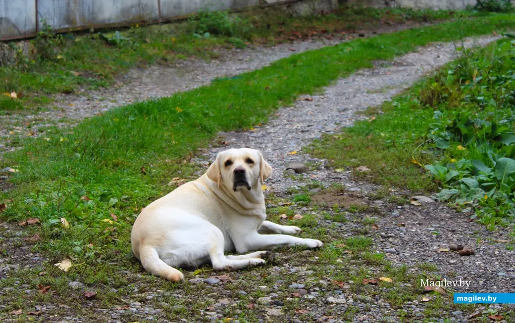 Октябрь 2024 года. Грузия. Квишхети. Где хотят, там и отдыхают местные собаки.