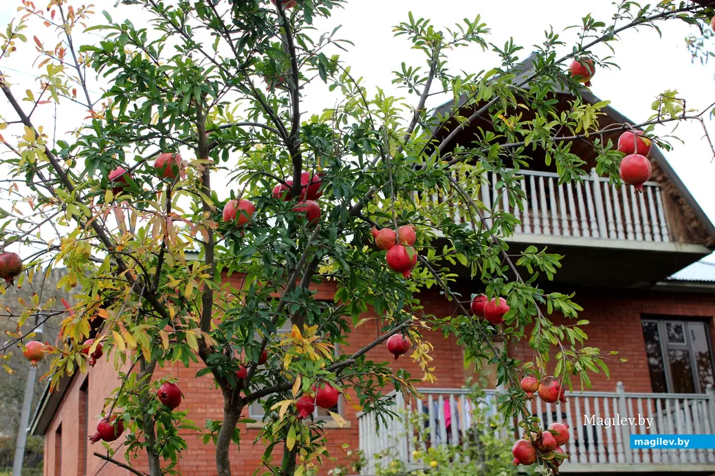 Октябрь 2024 года. Грузия. Квишхети.Гранаты.