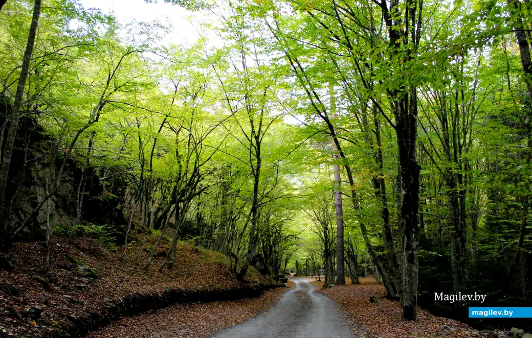 Октябрь 2024 года. Грузия. Дорога к Зеленому монастырю.