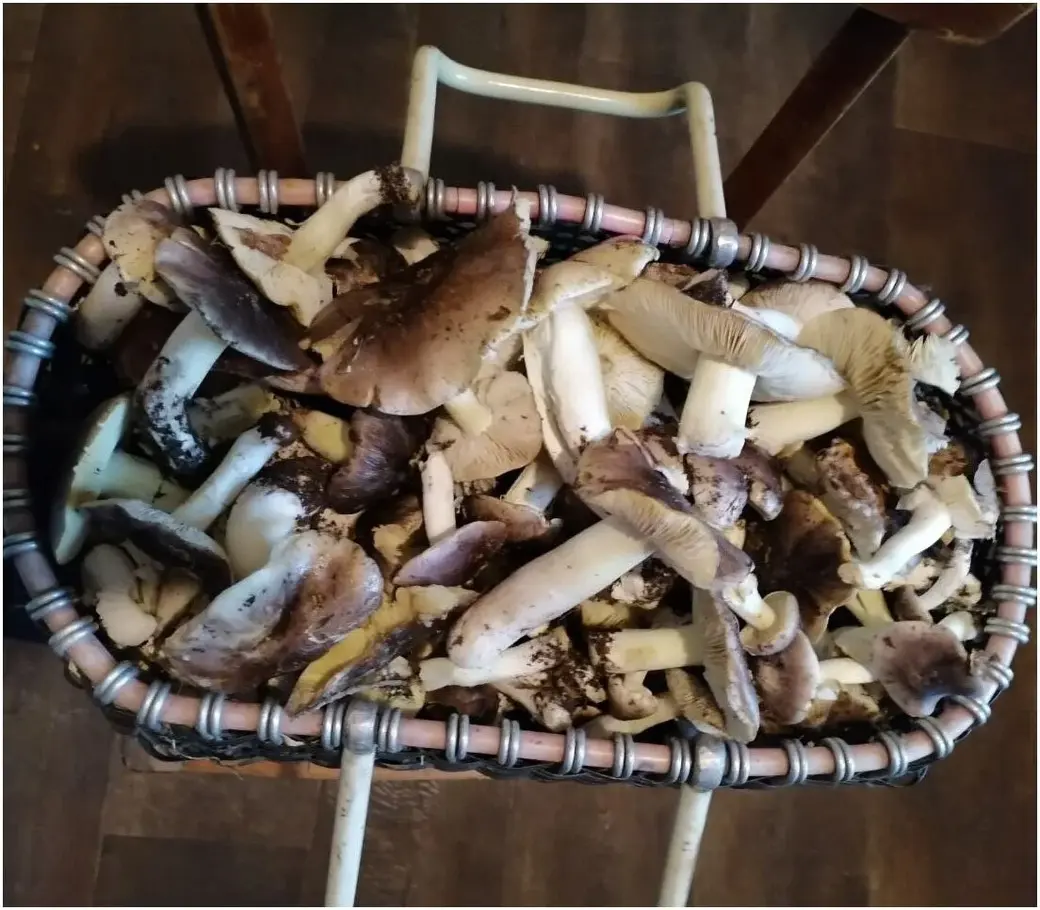 Ноябрь 2024 г. Октябрьский район Гомельской области. Улов Татьяны Синицкой из Бобруйска