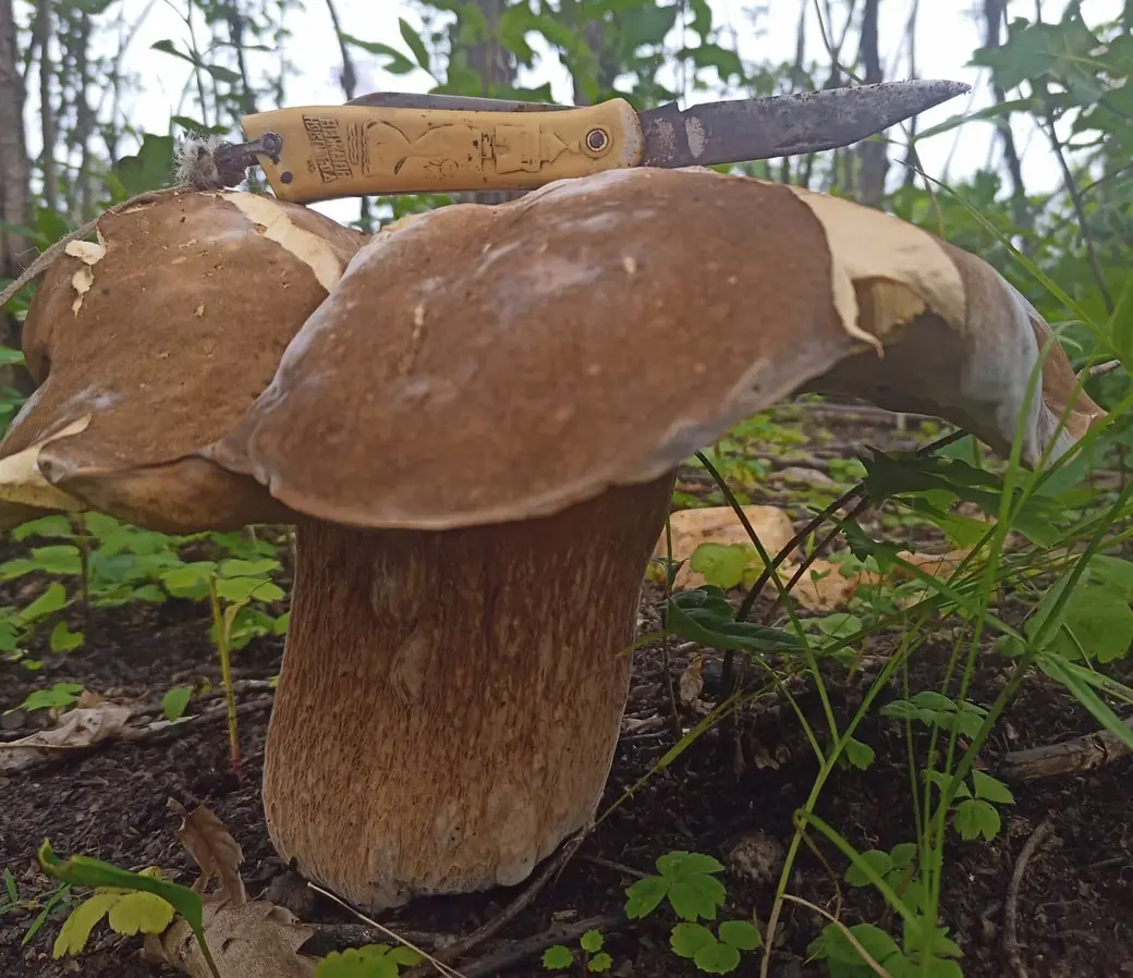 Улов Андрея Агафонова из Хабаровска.