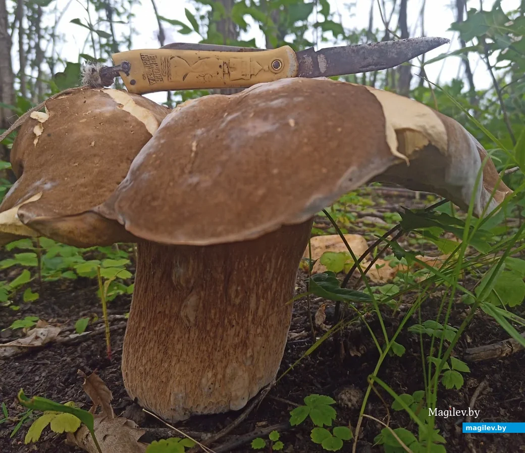 Улов Андрея Агафонова из Хабаровска.