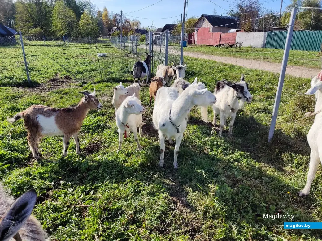 17.10.2024 г. д. Сидоровичи, Могилевский район