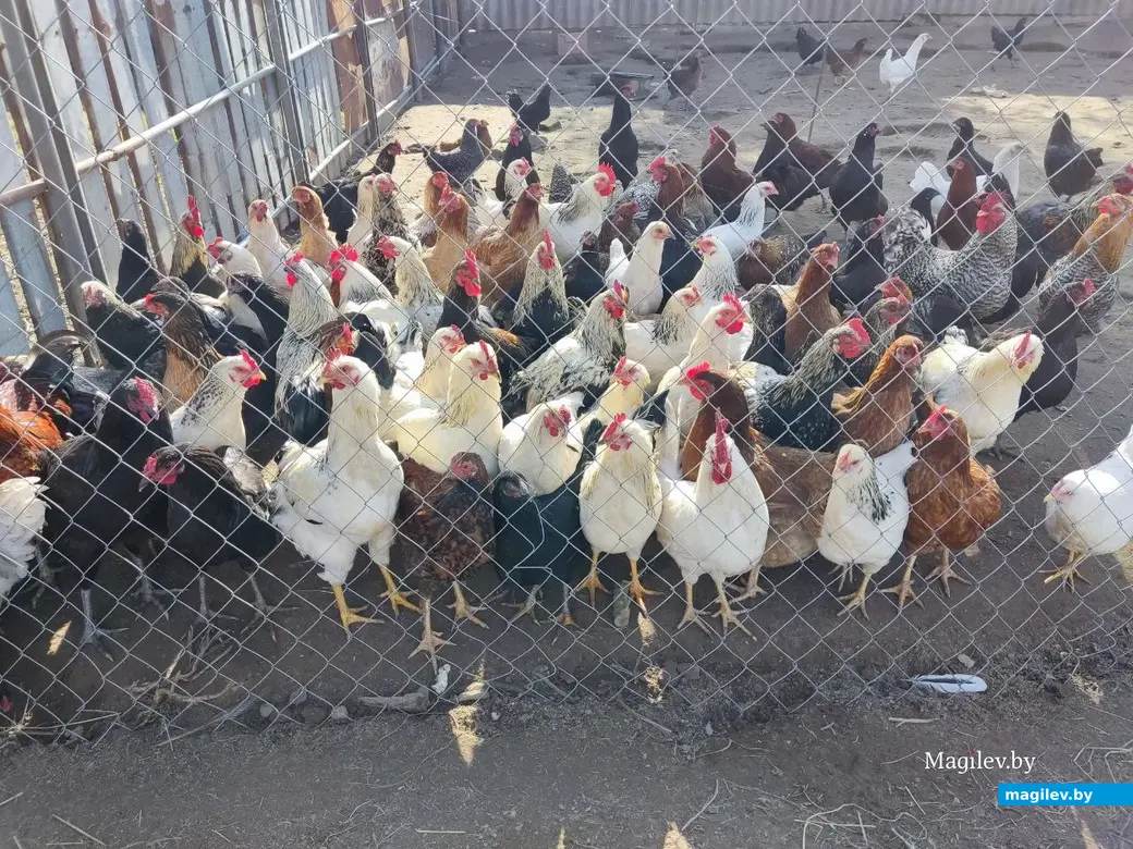 17.10.2024 г. д. Сидоровичи, Могилевский район