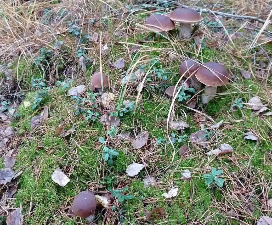 Трофеи могилевчанина Олега Анисковца.