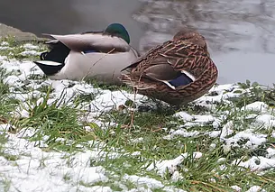 В Могилеве в середине ноября выпал первый снег. Фотофакт