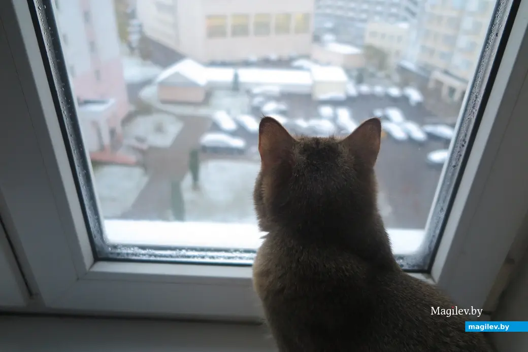 15.11.2024 г. Могилев. Выпал первый снег.