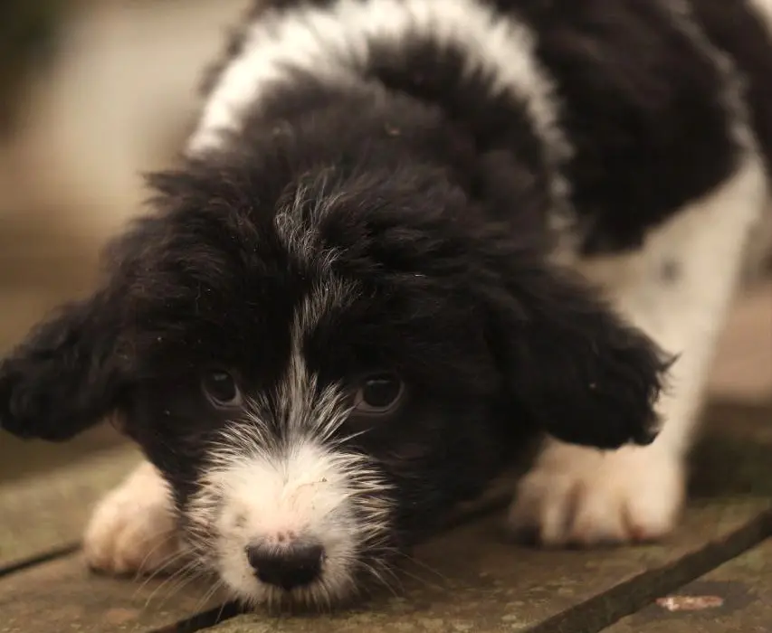 Маленькая собачка Куколка.