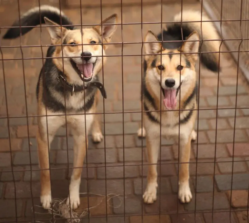 Сестрички-лисички Ласка и Ума.