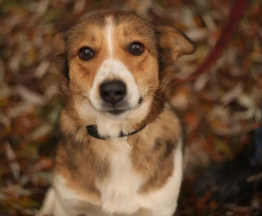 Собака Джесика.