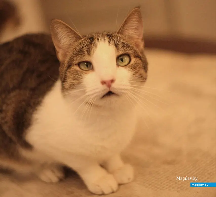 Кошка Муся.