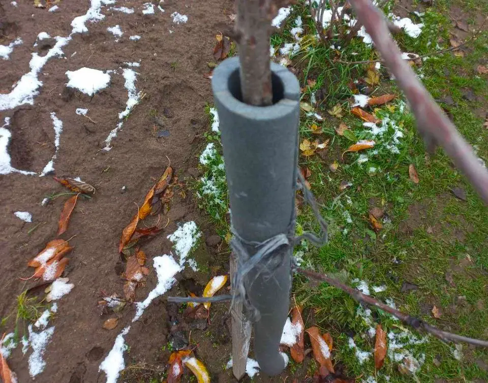 Способ утеплить фруктовое дерево на зиму.