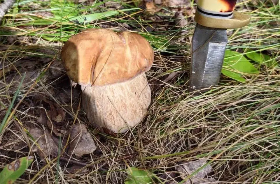 Трофеи Сергея и Артема Костусевых из Могилева.