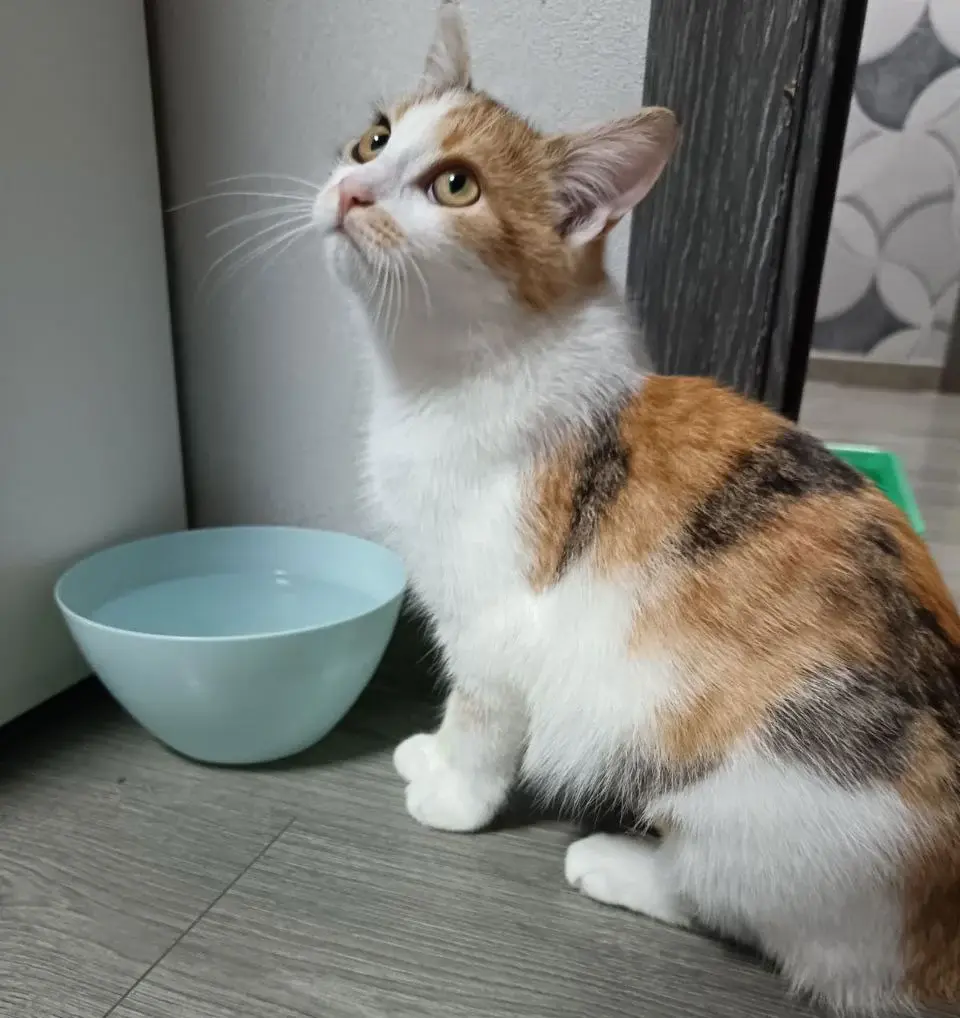 Кошечка Тося.