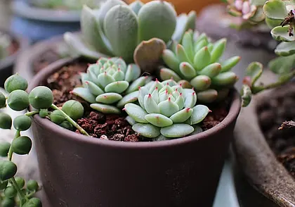 Как защитить комнатные цветы от кошки: простые и эффективные способы