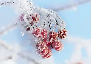 До - 9°С прогнозируют в Беларуси в ночь на 27 ноября