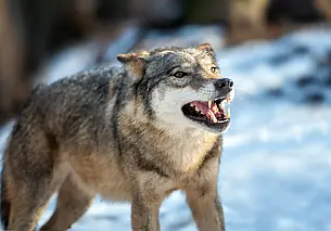 В Гомельской области на сторожа фермерского хозяйства напал волк