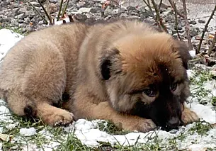 Маленькая медведица, собака Лайма и кот Рыжик: кто ищет хозяина в Могилеве