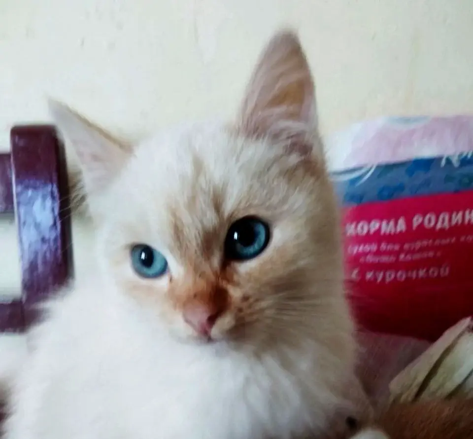 Котенок.