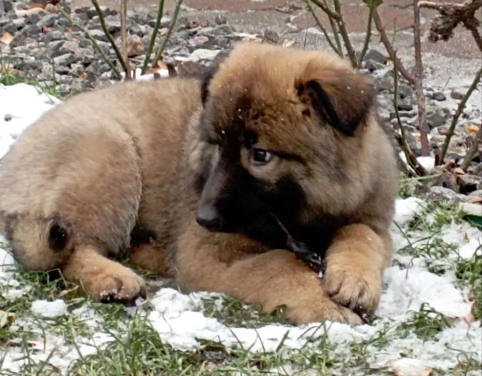 Маленькая медведица.