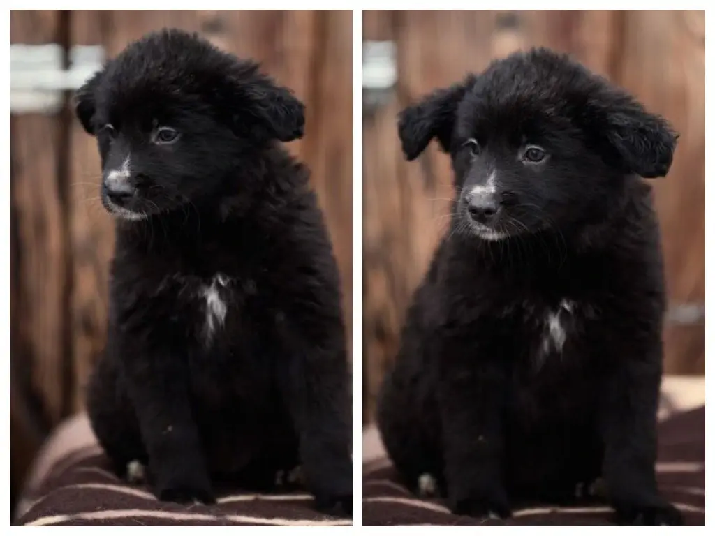 Милые кучеряшки.