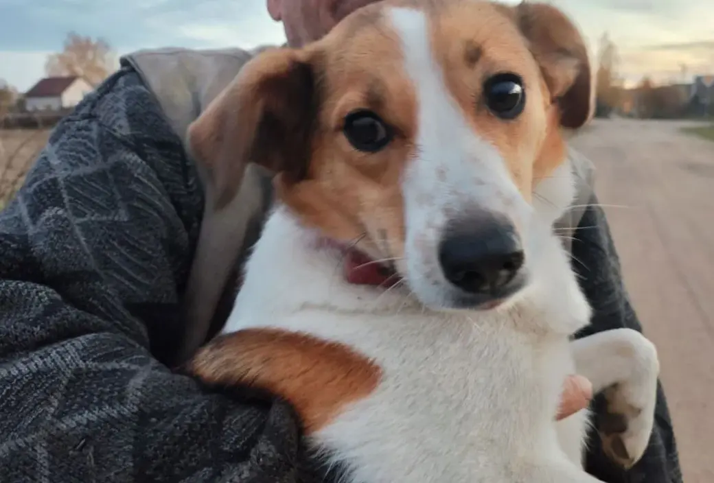 Собачка без клички.