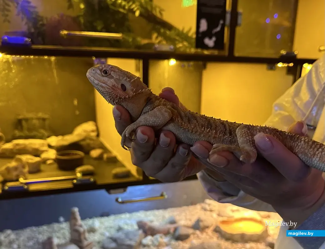 27.11.2024 г. Могилев, рестобар «Амазонка».