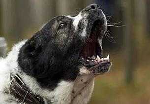 На Витебщине алабай напал на свою хозяйку – собаку пришлось застрелить