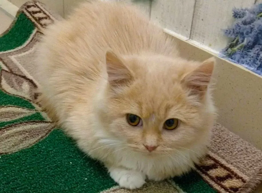 Чудесный котенок.