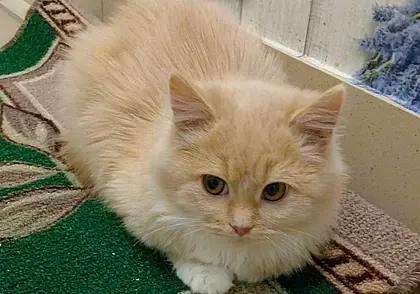 Кошка Боня, собака Рокси и два щенка без клички: кто ищет хозяина в Могилеве