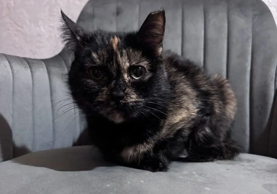 Черепашка Боня