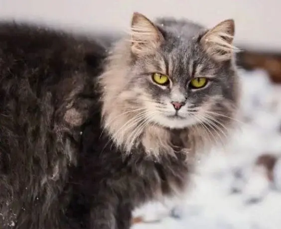 Марго – кошка-красавица.